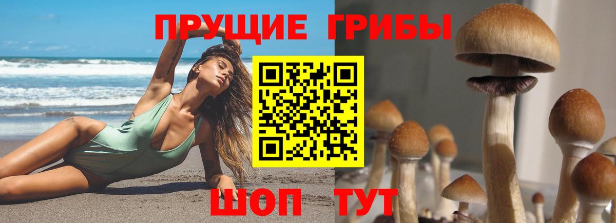 Галлюциногенные грибы Psilocybe Белгород